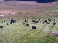Vickers Ranch Workamping