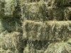 Hay