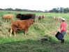 Rene tends to the cows