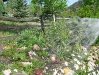 Rne watering the Vickers flower garden