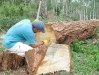 Jim pulls old musket ball out of fallen tree