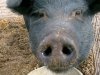 Helping out at Diggin Dust Heritage Hog Farm