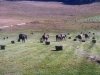 Vickers Ranch Workamping