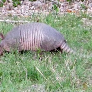 We’ve Escaped texas armadillo