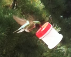 DIY hummingbird feeder for RVers