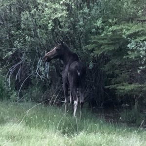 The Wild Animals of Lake City, Colorado Lake City Moose