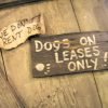 Where Are All the Dog Friendly National Parks? dog leases