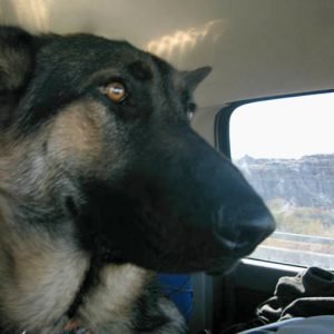 Dog Is My Copilot Wyatt Ray Dawg