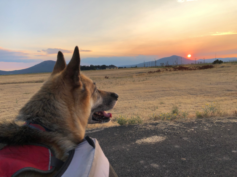 honorary Tripawd Nellie watches Mount Shasta sunset