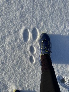moose tracks by my foot