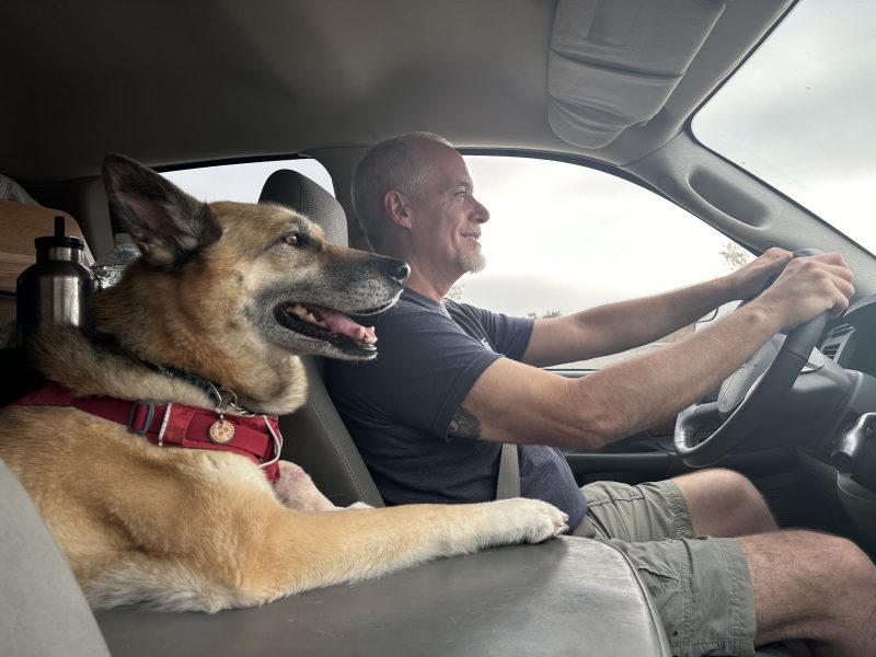 German Shepherd dog enjoying Project M living in a truck topper