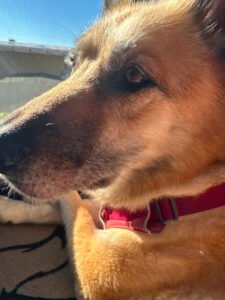 Dog is My Co-Pilot in Crazy Times