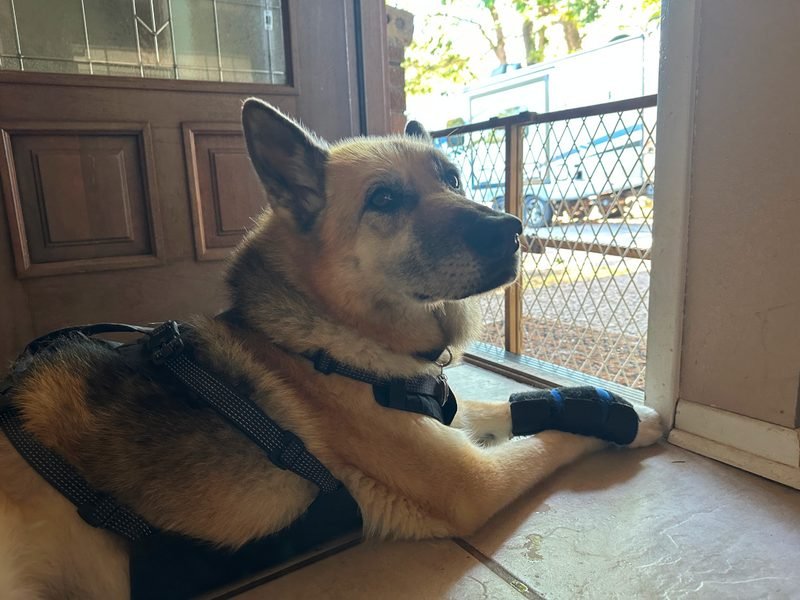 German Shepherd Tripawds Spokesdog Nellie  is home