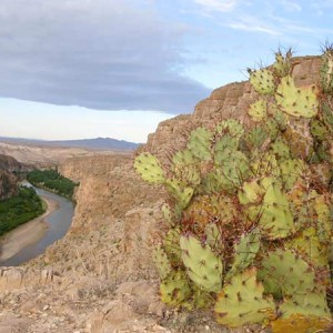 Big-Bend-Rio-Grande-Overlook-Cacti